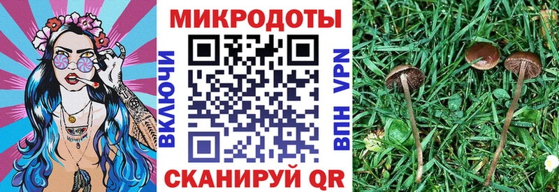 Псилоцибиновые грибы мицелий  закладки  Купино 
